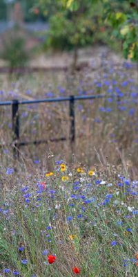 Farmhouse Gardens