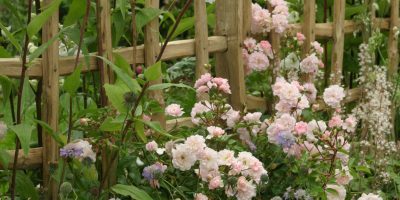 William Morris