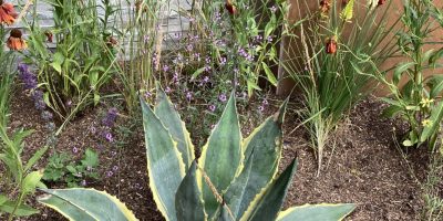 Townhouse Garden