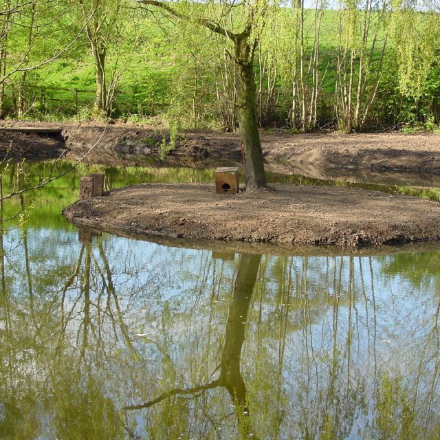 Pond Restoration