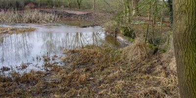 Pond Restoration