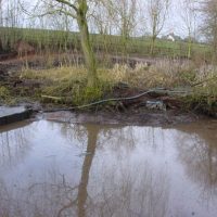 Pond Restoration