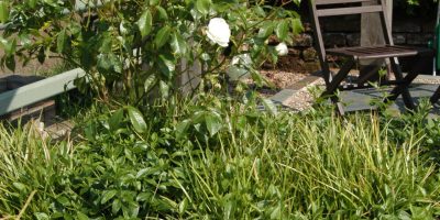 Foundation Garden