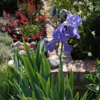 Foundation Garden