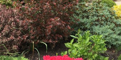 Timeless Garden