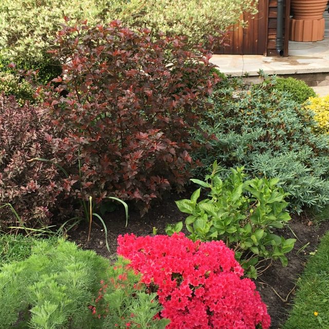 Timeless Garden