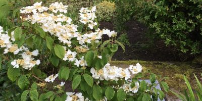 Timeless Garden