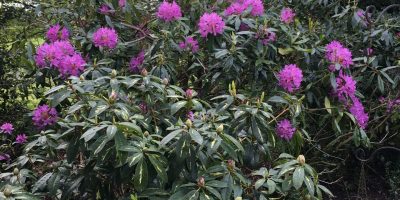Timeless Garden