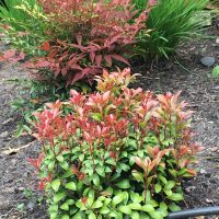Timeless Garden