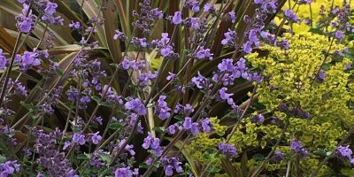 Cottage Garden
