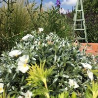 Foundation Garden