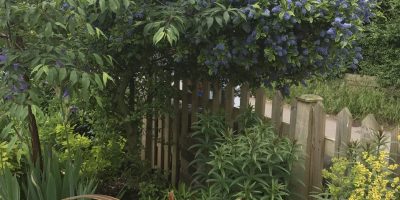 Cottage Garden