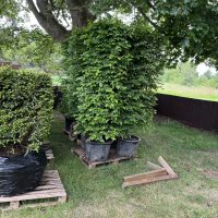 The RSPCA Garden – From Chelsea to Stapeley Grange
