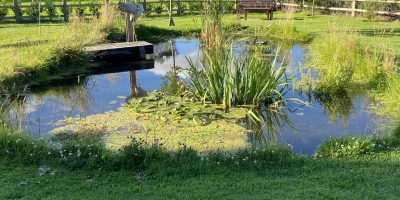 Commercial Landscapes